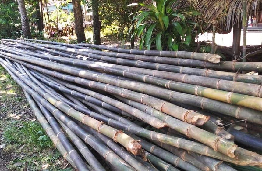 Pengawetan Bambu  Dengan Metode Alam Gambua